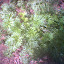 Pasque Flower Anemone