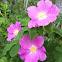 Wild Rose