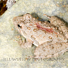 Blanchard's Cricket Frog