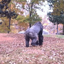 Western Lowland Gorilla