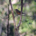 Bower's Strike-Thrush