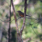 Bower's Strike-Thrush
