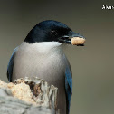 Azure-winged Magpie
