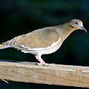 White-winged Dove