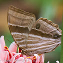 Palmking Butterfly