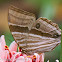 Palmking Butterfly