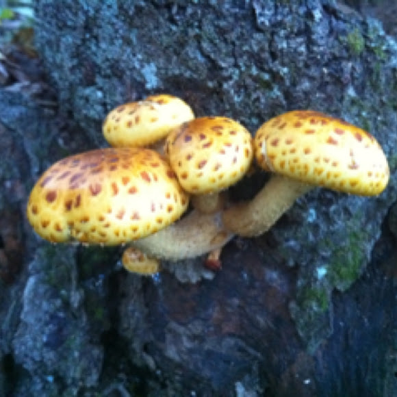 Spotting Image 1