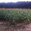 Corn