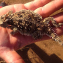 Horned Lizard or "Horny Toad"