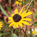 Black Eyed Susan