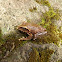 Pointed-snouted Tree Frog