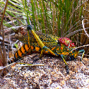 Madagascar Bush locust