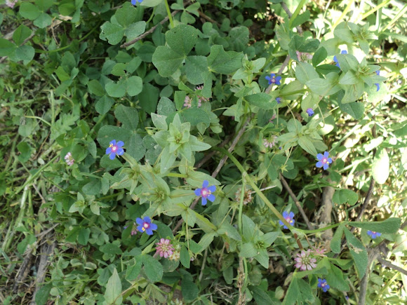 Spotting Image 1