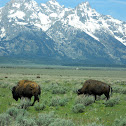 American Bison