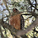 Red-Shouldered Hawk