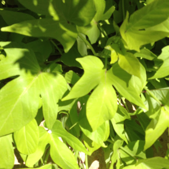 Spotting Image 1