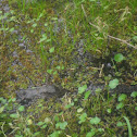 Alligator