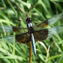 Widow Skimmer