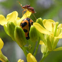 Lady bug