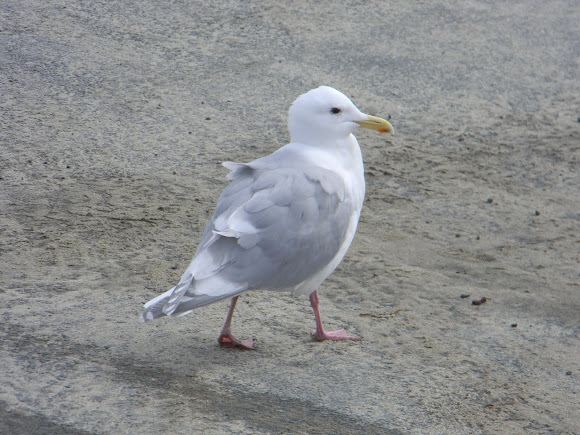 Spotting Image 1