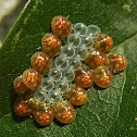 Stink bug nymphae & egg cases