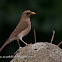 Zorzal chalchalero (Creamy-bellied thrush)
