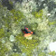 Five-spot burnet