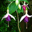 Fuchsia