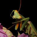 New Zealand praying mantis