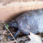 Box turtle