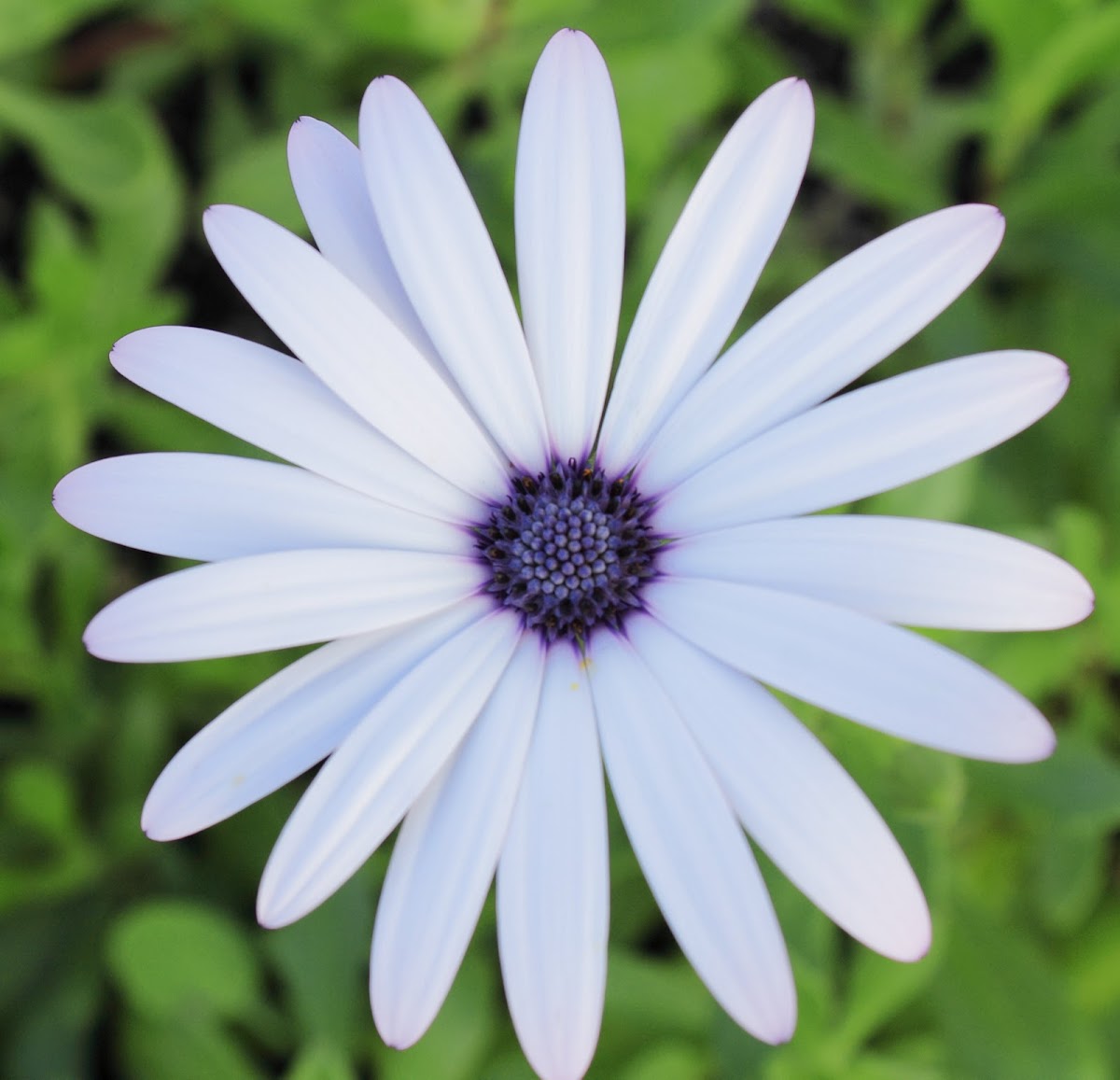Margarida Africana