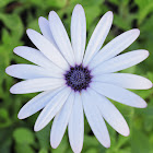 Margarida Africana