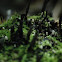 Candle snuff