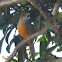 Rufous-bellied Thrush,Sabiá-Laranjeira