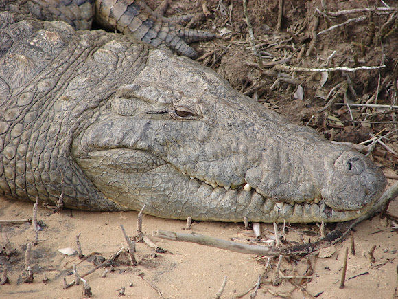 Spotting Image 1