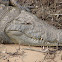Nile Crocodile