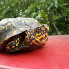 Box turtle