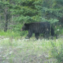 American black bear