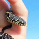 Speckled Kingsnake