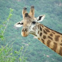 Masai Giraffe