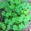 Sorrel
