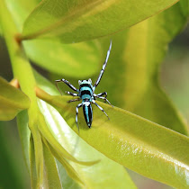 Central Queensland Wildlife