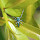 Central Queensland Wildlife