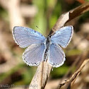 Eastern-Tailed Blue Butterfly