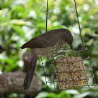 Arrow-Marked Babbler