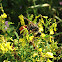 Digger Wasp