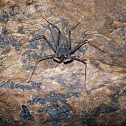 Guabá (Tailless Whipscorpion)