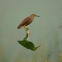 Indian Pond Heron