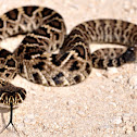Eastern Diamondback