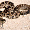 Eastern Diamondback